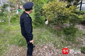 为消遣在小区里养活鸡活鹅，城管多次上门说服图片