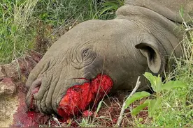 国际珍稀动物保护日｜打击非法盗猎和走私，保护生物多样性图片