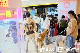 狗主人集体携宠观影上热搜，这事儿济南也有：100多只狗狗共看《忠犬八公》受“爱的教育”图片