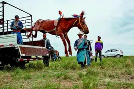 千里草原 万马奔腾图片