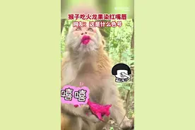 这是什么色号？！猴子吃红心火龙果瞬间开启美妆特效图片