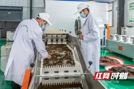 泸溪县辛女溪茶叶加工厂正式投产 助力乡村振兴图片