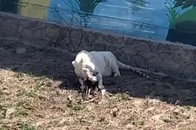 “游客拍到老虎吃孔雀”！动物园回应……图片