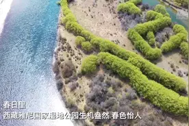 西藏：湿地公园春景如画图片