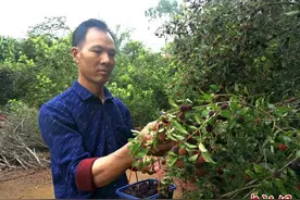 广西北海老温村“杨梅季”开启 游客接踵而至图片