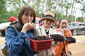 北海市合浦西场杨梅旅游文化活动举办图片
