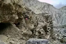 114只！西藏的这群小可爱越来越多啦图片