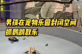 男孩在宠物乐园手抓鹦鹉取乐，网友质疑虐待动物图片