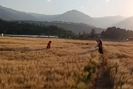 西昌一麦田成网红打卡地遭游客踩踏 承包方：为减少损失近期将收割麦田图片