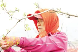 产业观察|牟平：丑梨开花香 果农疏花忙图片