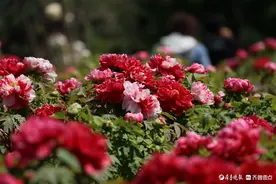 唯有牡丹真国色，泉城公园的牡丹开了图片