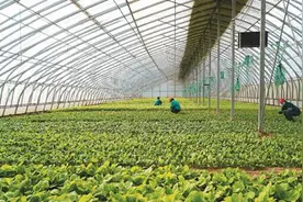 生态农场带来高品质生活好前景图片