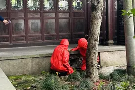 西湖边又双叒发现蜜蜂窝 是今年蜜蜂比往年更多了吗？图片