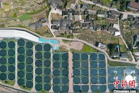 四川雅安“生态美味”走俏欧美 鲟鱼“游”出乡村振兴路图片