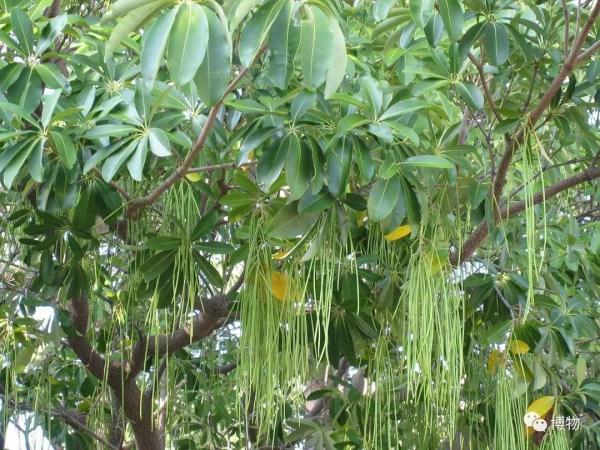 胶花哪里有买 2026年胶花在哪里能买到