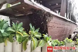 一群黑压压的蜜蜂突然造访烧烤店，安分守己竟没蜇人，原来……图片