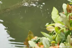 鳄雀鳝入侵，华师紧急捕捞！网友：想吃图片