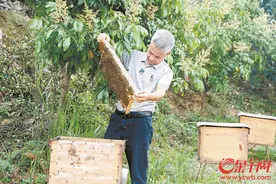 东莞：荔枝花龙眼花盛开 养蜂人追花逐蜜忙图片