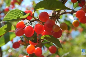 楚雄武定：万亩樱桃红 群众日子火图片