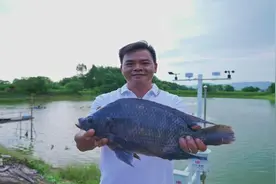 中华保险充分发挥农险优势 全面助力乡村振兴图片