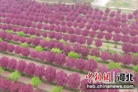 河北景县：万亩景观苗木正值盛花期 美景致富两不误图片