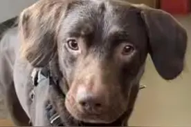 狗狗也酗酒？英国一只拉布拉多成为全球首只接受酒瘾治疗的狗图片