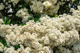 石楠花闻起来那么臭，为啥还要种？图片