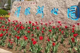 东营清风湖郁金香盛开 为城市披上多彩外衣图片