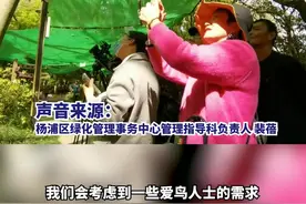 “小心猛禽”杨浦公园凤头鹰回巢，绿化部门：公园也是野生动物的家园图片