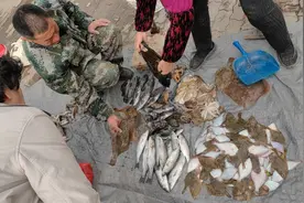 鲅鱼大量上市！这些公交线路载您去尝鲜图片