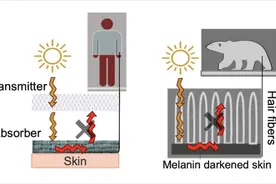 80年探索成果——仿北极熊皮毛给点儿光就发热图片
