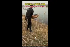 男子钓到30斤重野生大鲤鱼，当事人：看到它的肚子后果断放生图片