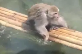 南京网红暴猴被收编至动物园 被猴王打得不敢上岸长期生活在水上图片