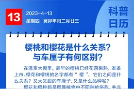 钦州科普日历丨樱桃和樱花是什么关系？与车厘子有何区别？图片