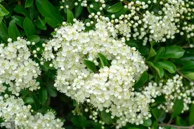 复旦大学的石楠花“理发”了，只因学生吐槽“太臭啦”视频封面