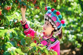 州庆·遇见楚雄 | 四月樱桃红，采摘攻略看这里！图片