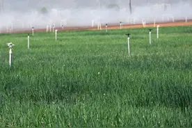 昭阳靖安新区：在"葱"满希望的田野上为群众铺就幸福路图片