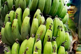 香蕉是这样生长的，你见过吗？图片