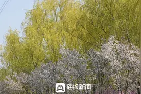 红日时评｜日照：飞絮治理要趁早，减轻春日“小烦扰”图片