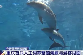 重庆首只人工饲养繁殖海豚与游客见面图片