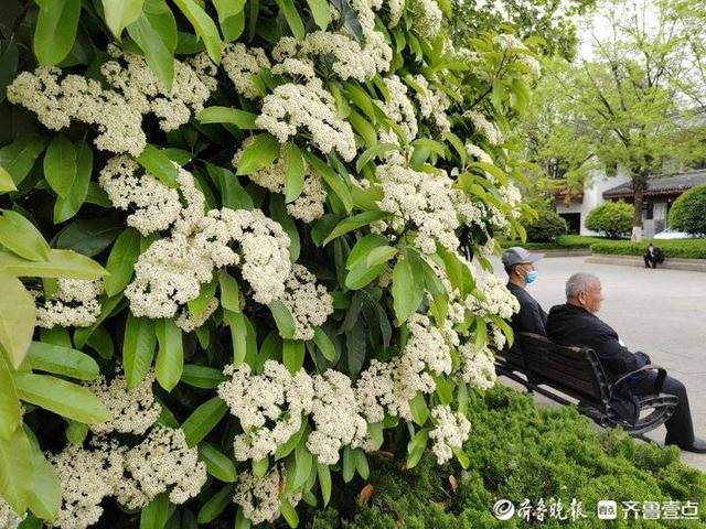 石楠花又腥又臭，为何还要种？专家：好处多多，气味劣势可忽略