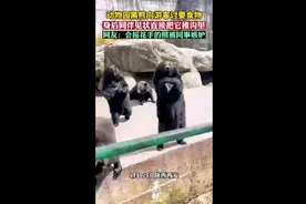 动物园黑熊向游客讨要食物，身后同伴见状直接把它推沟里图片