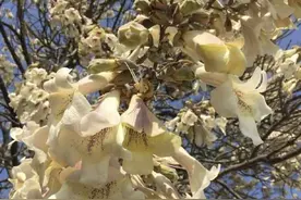 晚潮｜梧桐生矣，于彼朝阳图片