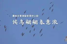 瞰陇原｜嘉峪关：候鸟翩翩春意浓图片