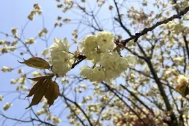 你见过绿色樱花吗？“国宝级”樱花绽放四明山图片