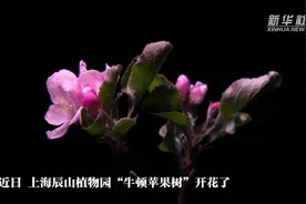 上海辰山植物园“牛顿苹果树”首次在室外开花图片