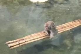 网红猴被同伴“流放”？最新回应图片