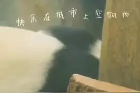 北京动物园：大熊猫有个自己的“玩具库”！图片