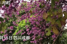 30秒｜春日成都 红白双色羊蹄甲花开街头图片