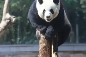 佛山这些动物园，必打卡！周末安排！图片